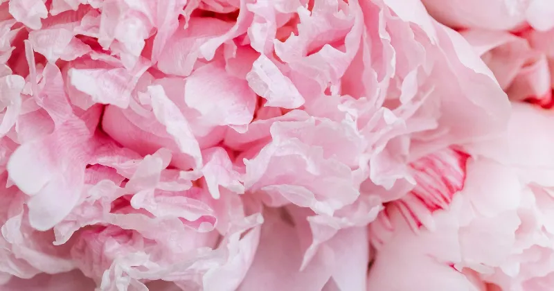 Rosas fuertes para celebrar la feminidad y la fuerza de las mujeres