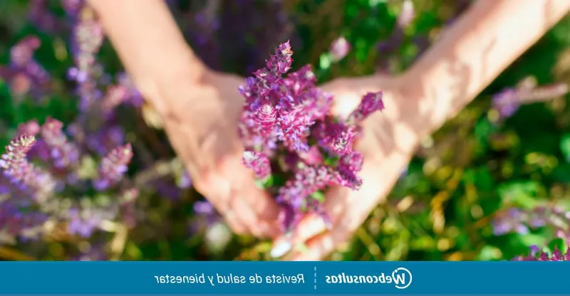 Cómo utilizar la salvia rosa en la cocina