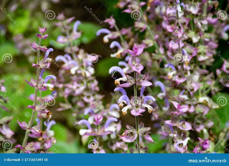 La salvia rosa en la aromaterapia