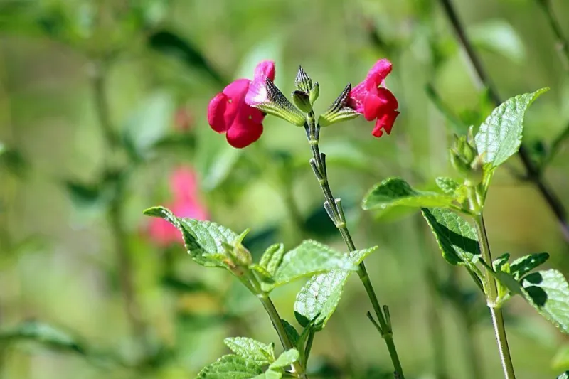 La salvia rosa en la medicina natural