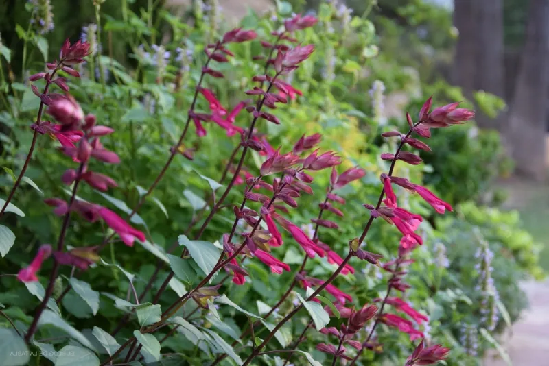 Los secretos de la aromática salvia rosa