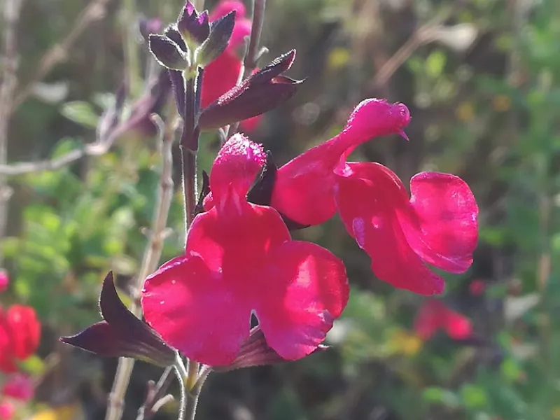 La salvia rosa como fuente de inspiración para artistas