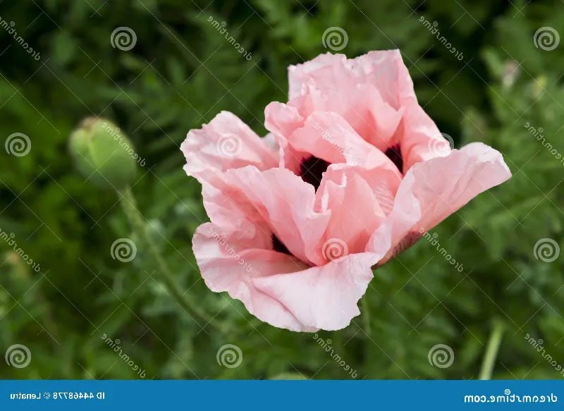 La amapola: una flor fascinante llena de matices rosados