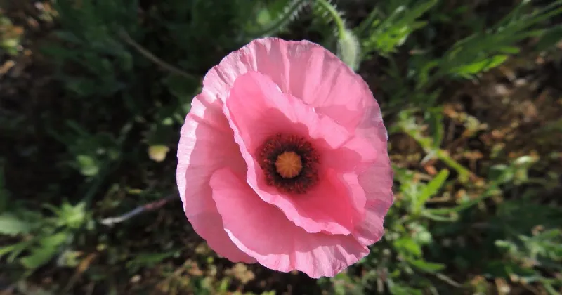 Descubre la magia y simbolismo detrás de la amapola rosa