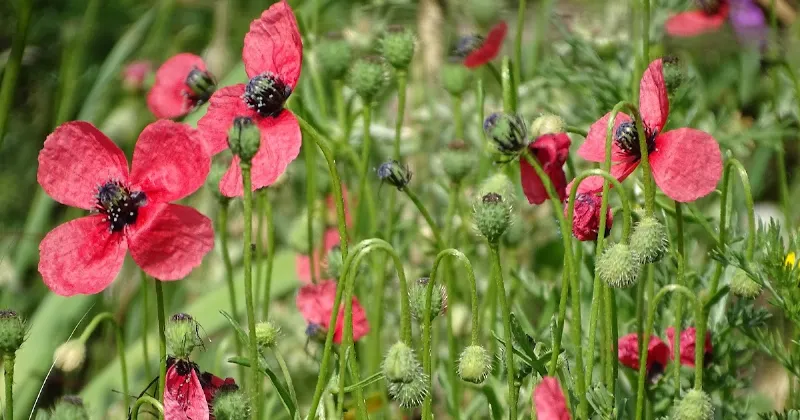 La amapola rosa y su relación con la medicina natural