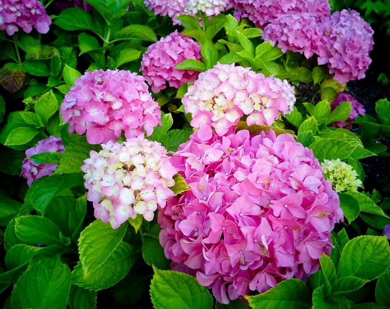 La amapola rosa y su significado en el lenguaje de las flores
