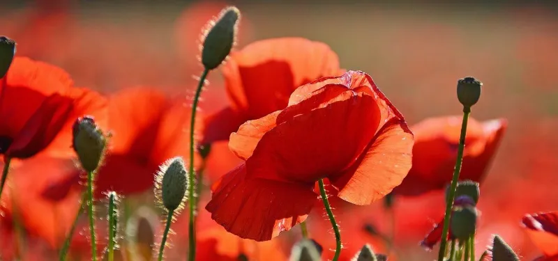Tu jardín se verá espectacular con estas variedades de amapolas rosas