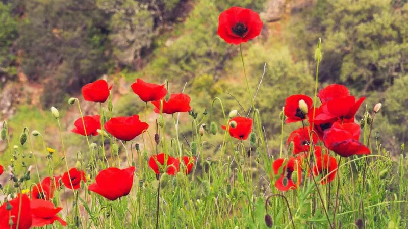La belleza atemporal de la amapola rosa y sus beneficios para la salud mental