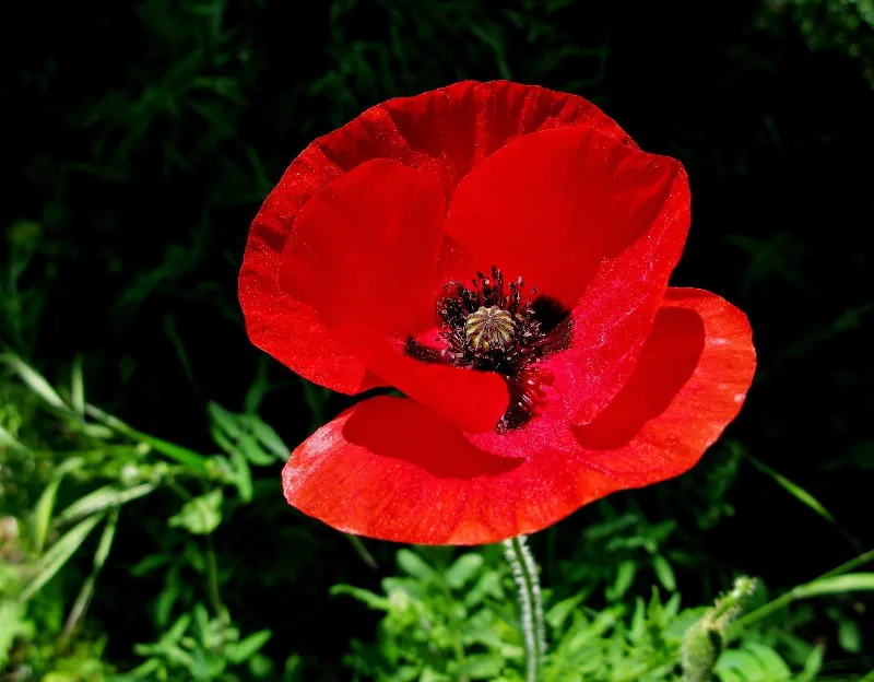 ¿Sabías que hay más de una variedad de amapolas rosas? Descúbrelas aquí