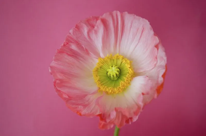 Cómo usar el color de la amapola rosa en tus proyectos creativos